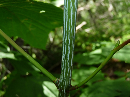 {Acer pensylvanicum}